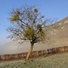 Grandval noch im Nebel, der Baum mit den Misteln bereits draussen; den Combes entgegen