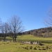 wieder auf der Hochebene, mit Trockenmauern - und Maulwurfshügeln