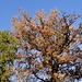 Laubbäume (mit und ohne Laub ...) mit Tanne