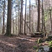 an einem einfachen, hübschen Picknickplatz vorbei geht's nun zum Wildbach ...