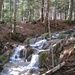 ... im lichten Wald bald etwas dynamischer wird ...