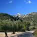 Olivenhaine und Berge in Tarragona