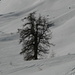 Albero solitario nei pascoli innevati dell'Alpe della Cassina Baggio