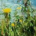 Blumen am Horn, Blick auf den Flugplatz.