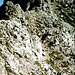 Am Grat zum Vorderen Drachenkopf (2302 m)
