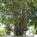 der mächtige Baum mit Luftwurzeln vor unserer Lodge