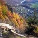 Larici