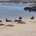 Seelöwenkolonie am Strand von Puerto Moreno