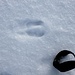 <b>Impronta di camoscio.<br />Sul crinale meridionale del Probel, il “prato bello”, scorgiamo alcuni camosci. Scendono a basse quote, percorrendo notevoli distanze. Si abbeverano al Ri di Fontanalba, laddove le acque sgorgano dalla neve, poco sotto la Cassina de Vignun.</b>