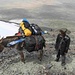 Uigurischer Esel behufs Gepäckstransport zwischen B.C. und C1 (4400m bis 5300m)