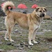 Mein Maskottchen und Bodyguard im B.C. war dieser tibetanische Mastiff 