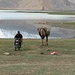 Unser Kamel im Schlepptau eines Mopeds am Ufer des Karakulsees wird für unseren Gepäckstransport herbeigeschafft