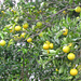 Aus den berühmten Zitronen von Procida wird der Limoncello erzeugt und eine Zitronentorte.