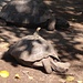 Echse trifft Riesenschildkröte