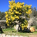 Ich wusste mal wie er heisst... --> Silerakazie, oder eher eine Mimose:-)