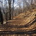 Durch den schönen Wald