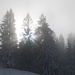 Aber auch der Nebel hat was Schönes...<br />(Foto von der Reko-Tour am 30. Januar)