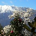 Blüten und verschneite Berge
