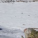 Ein einsamer Schneeschuhwanderer quert die Schwemmebene Alp Sura. Seinen Spuren nach hat er die Camona da Medel besucht.