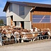 auch die Kühe genissen die Sonne