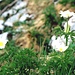 Alpenanemone (Pulsatilla alpina ssp. alpina) - auch Alpenküchenschelle genannt - am Weg zum Rotwandhaus<br />Danke pizflora