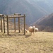 Allegre pecore al parco giochi di Erbonne [Happy sheep at Erbonne's playground]