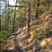 Romantische Waldwege auf dem Gratrücken nach Chrindi