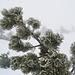 pino in abito invernale   ©Mario
