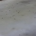 Feuilles mortes prises dans la glace