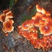Funghi coloratissimi