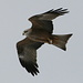 A red kite flying over my head (Rotmilan, Milvus milvus)