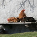 3 chickens bathing in the sun on a bench
