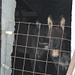 ...e gli altri due [...and the other two owners]