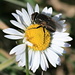A fly sitting on a common daisy (Gänseblümchen, Bellis perennis)