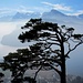 Meditteranes Flair vor dem Bergpanorama des Vierwaldstätter See