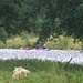 The river Spey is suitable for water activities. It is the fastest flowing river in Scotland.