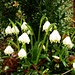 Erste Frühlingsboten im Pfeffingen. <br /><br />Gartenform des Märzglöckchens (Leucojum vernum).