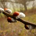 Blütenkätzchen der Sal-Weide (Salix caprea). Ob der Winter nun im Unterland vorbei ist?