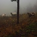Schafe waren heute die einzigen Bewohner der Ruine Frohberg /  Tschöpperli.