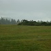 dartmoor ponies in the rain