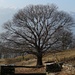 Kastanienbaum vor Bergkulisse in Cento Campi