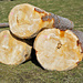 Rohstoff Holz