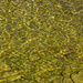 Emmewasser - hat die grünliche Färbung von Moorwasser