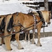 die zwei schönen Pferde laden auf Rigi Kaltbad zur Schlittenfahrt ein;
ausgerüstet mit "Kegelfängern" ...