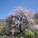 Mandelblüte bei Taimamo auf der Rückfahrt an das Meer - ein Baum stellvertretend für Hunderte