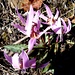 Hundszahnlilie (Erythronium dens-canis) 4