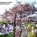kurz vor Suna der riesige Blauglockenbaum (Paulownia tomentosa)