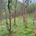lichter Birkenwald