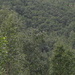 Urwald