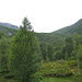 Ueppige Vegetation